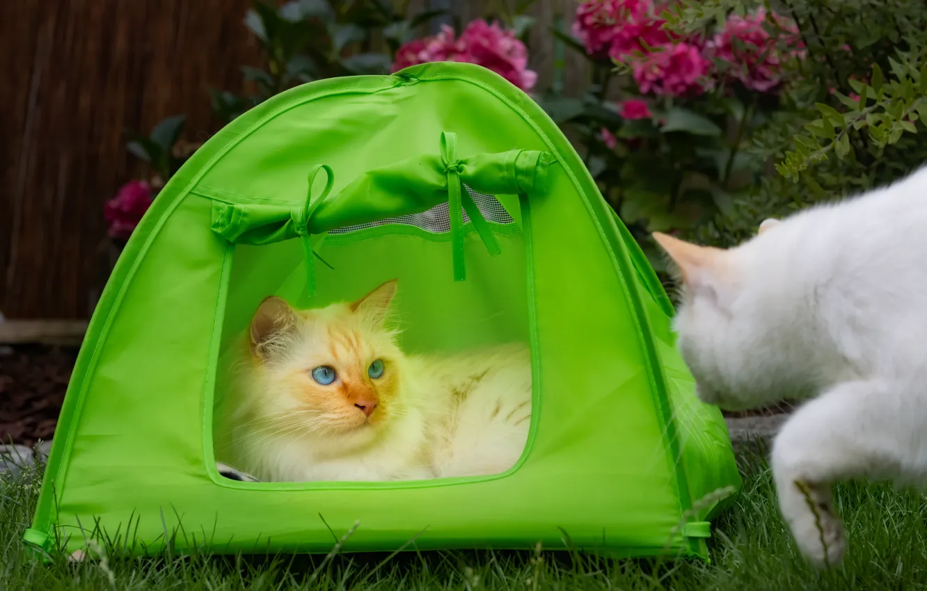 Photo wallpaper cat, cat, look, face, cats, pose, garden, tent