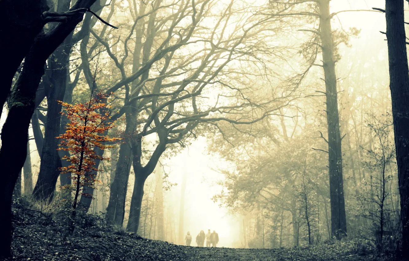 Photo wallpaper forest, trees, fog, walk