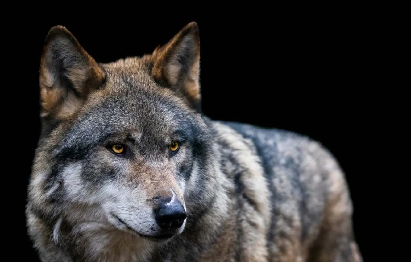 Photo wallpaper Predator, nature, snow, face, animal, wolf, canis lupus, wildlife