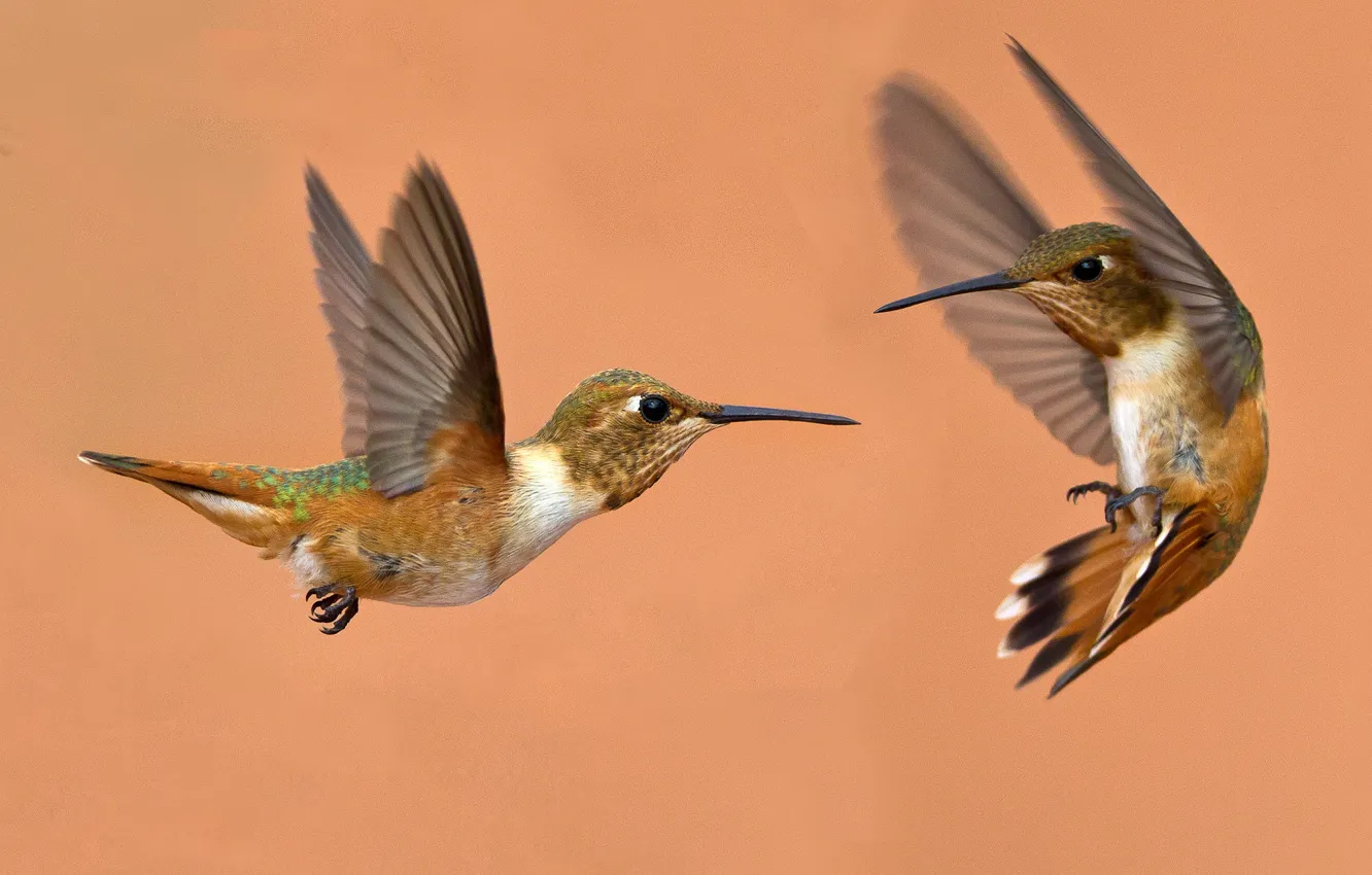 Photo wallpaper bird, wings, beak, pair, Buffy Hummingbird