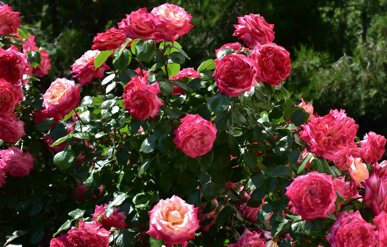 Photo wallpaper red, roses, rose Bush