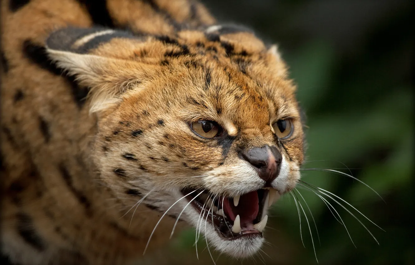 Photo wallpaper look, face, portrait, mouth, grin, evil, Serval