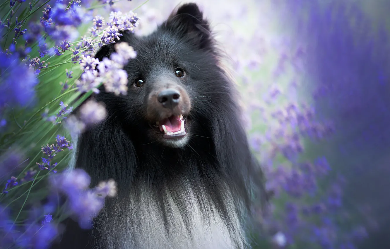 Photo wallpaper face, portrait, dog, lavender, Sheltie, Shetland Sheepdog
