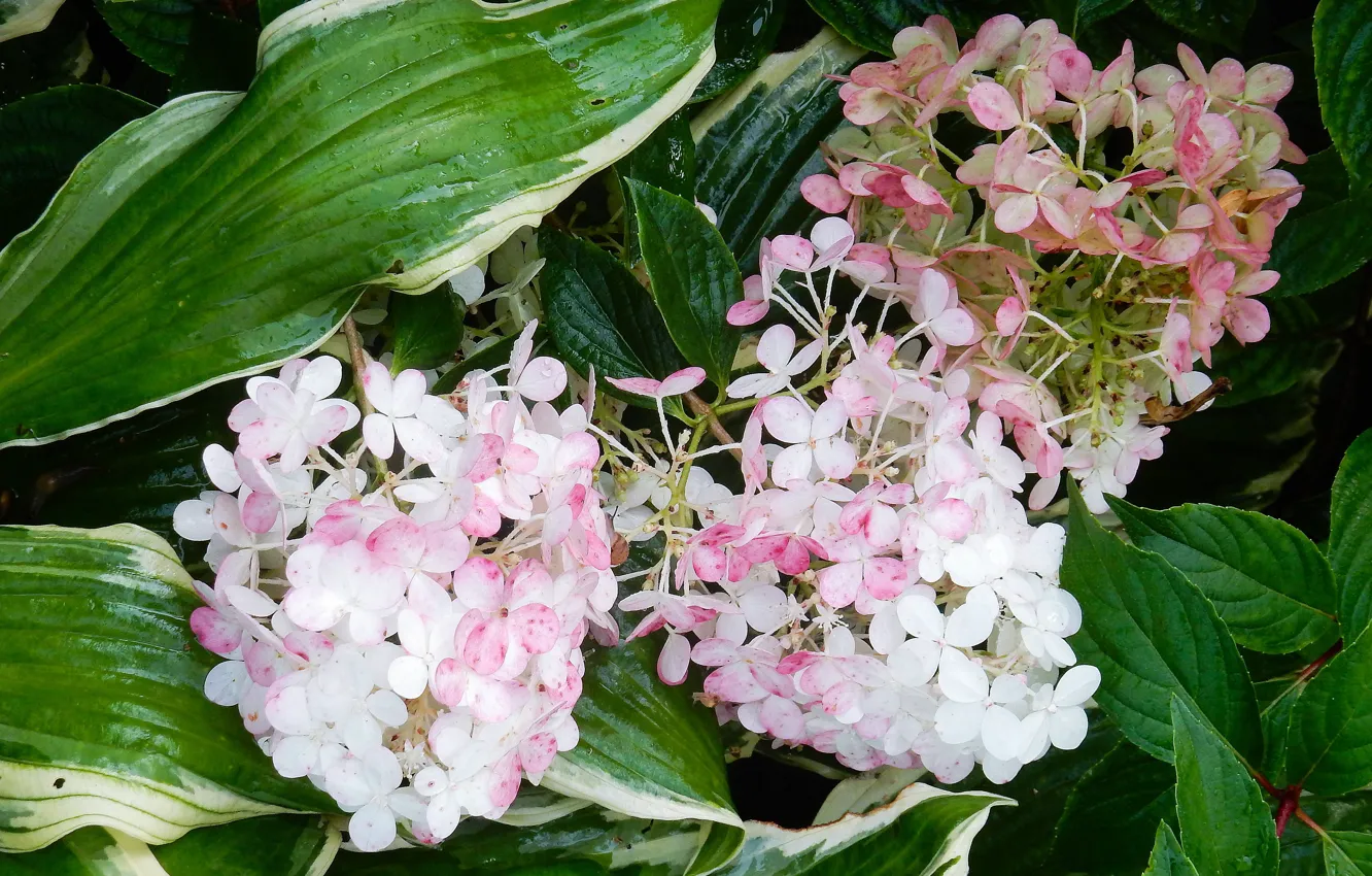 Photo wallpaper flowers, widescreen, background, фон background, the Wallpapers, hydrangea, full screen, HD wallpapers