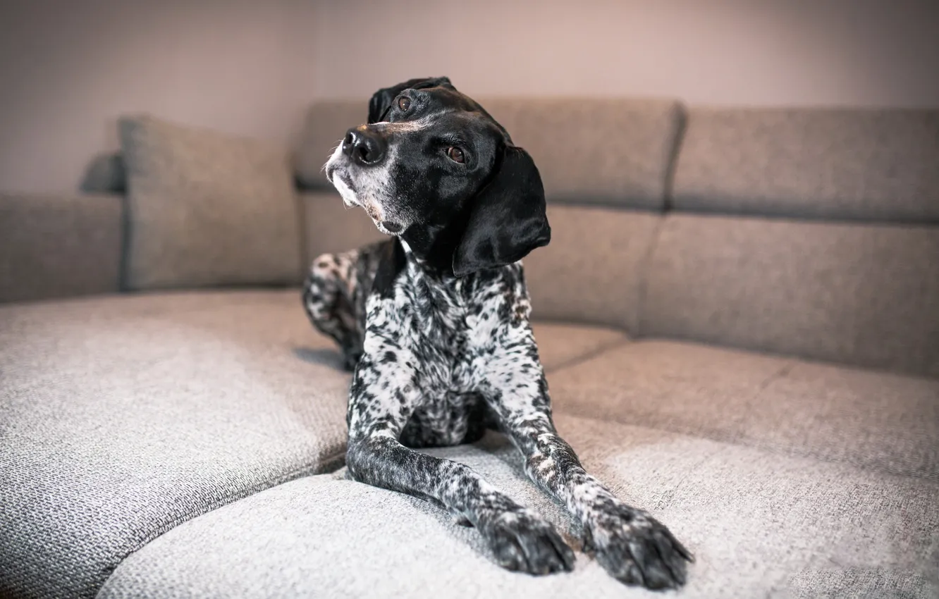 Photo wallpaper comfort, home, dog