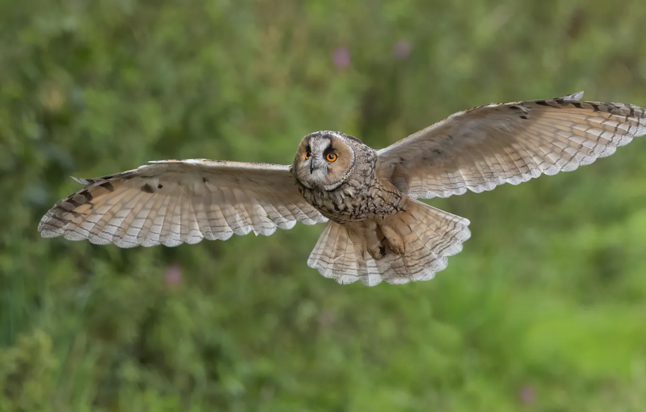 Photo wallpaper look, flight, nature, owl, bird, bokeh, Flies, wingspan