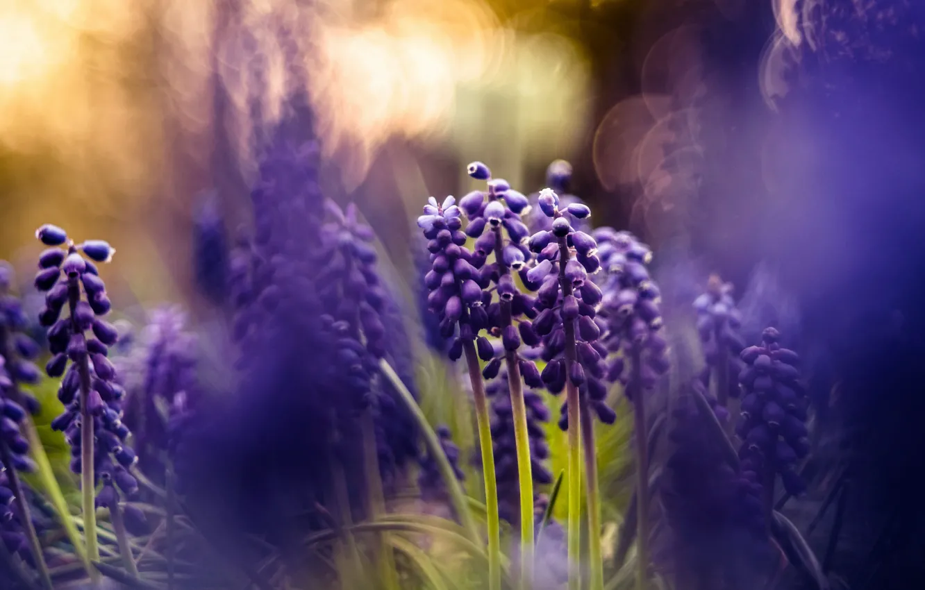 Photo wallpaper purple, light, flowers, nature, background, spring, blur, bokeh