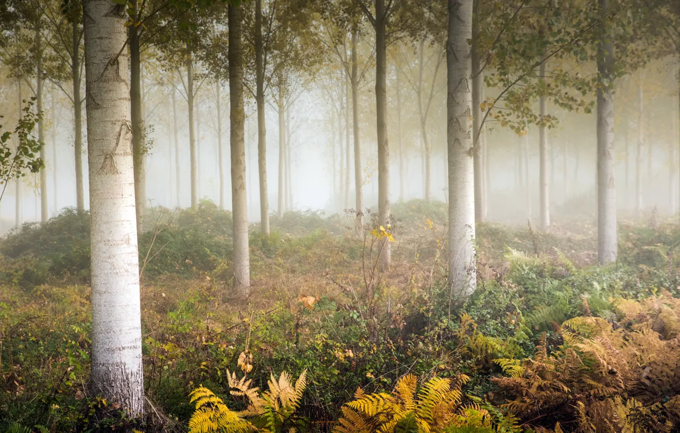 Photo wallpaper autumn, fog, fern