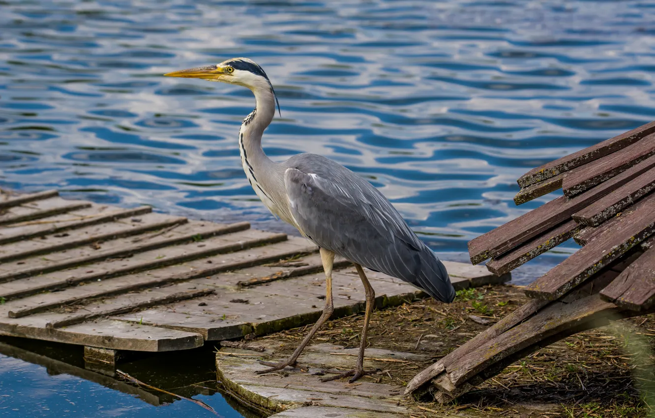 Photo wallpaper bird, pond, grey Heron, photohunt