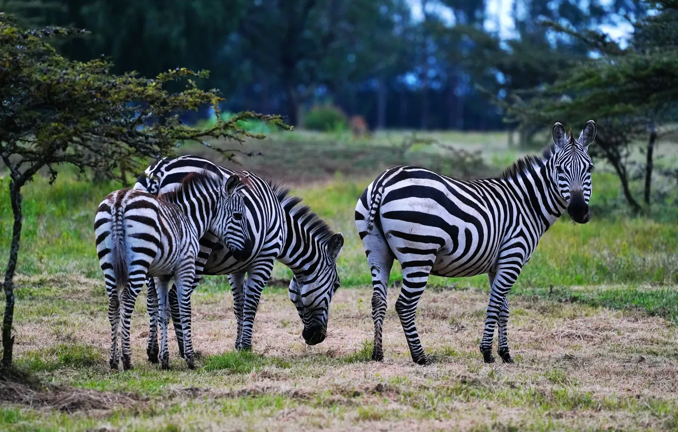 Photo wallpaper nature, Zebra, the herd
