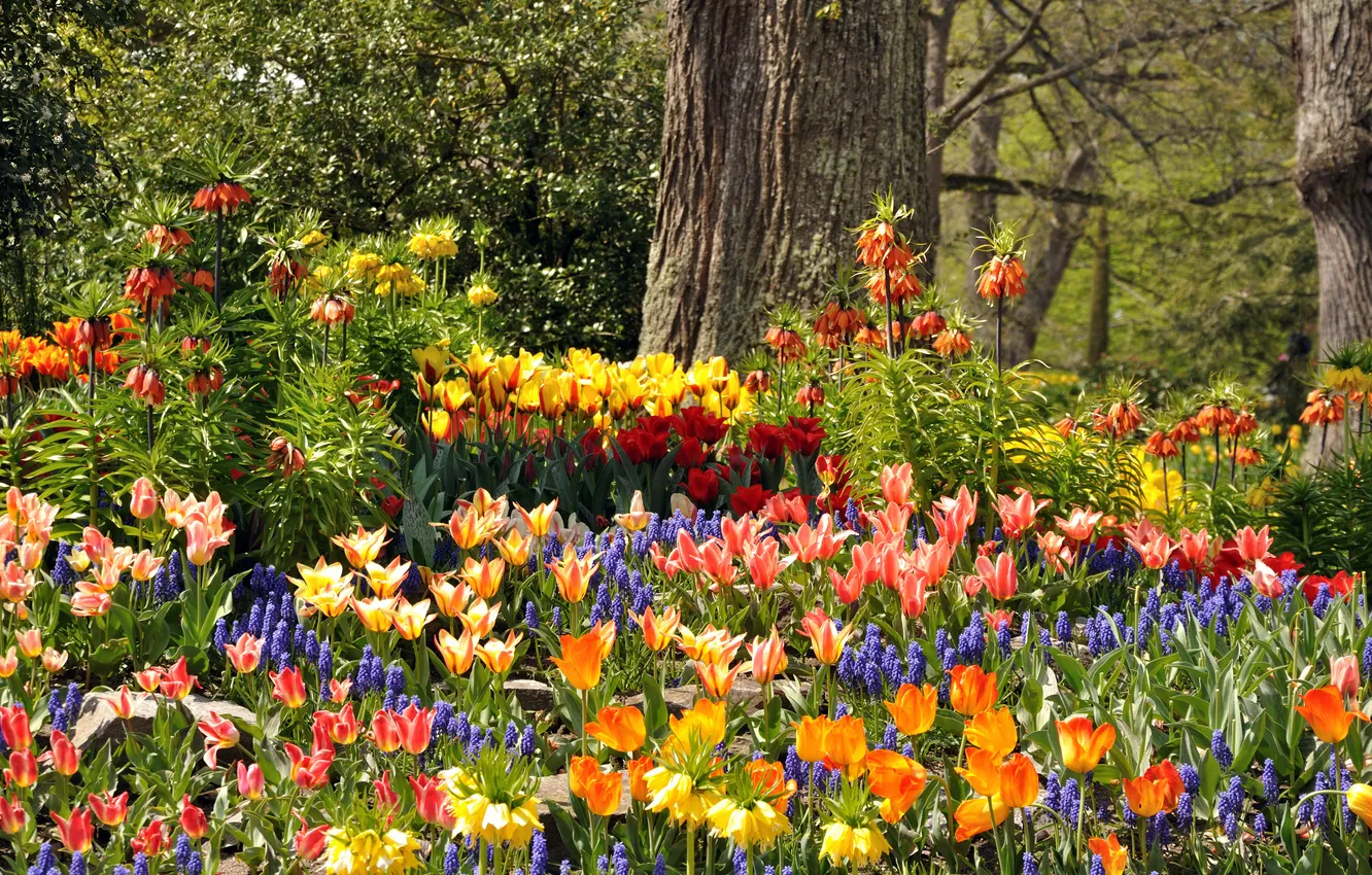 Photo wallpaper trees, flowers, Park, Germany, tulips, colorful, hyacinths, Mainau