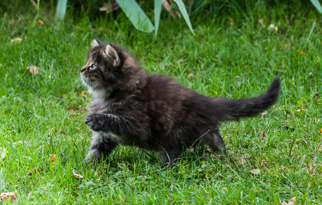 Photo wallpaper summer, grass, paws, kitty