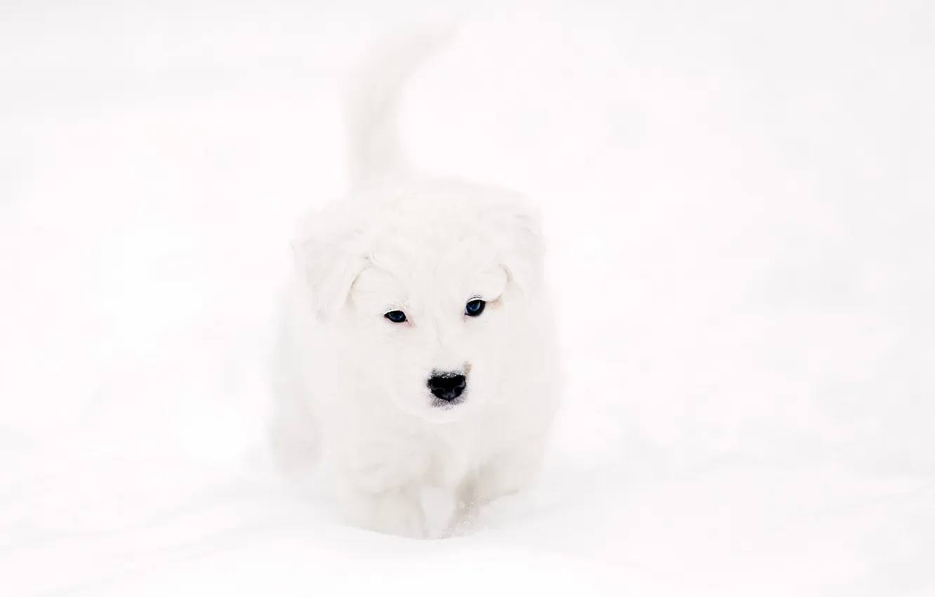 Photo wallpaper background, dog, puppy