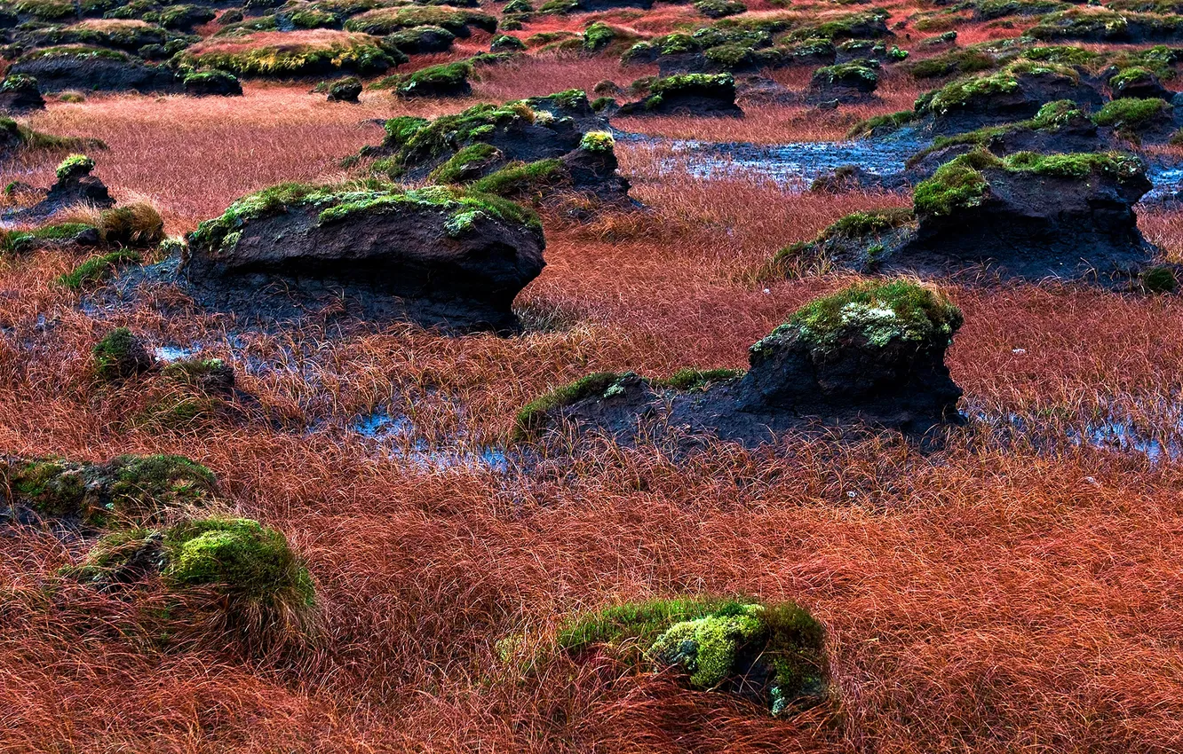 Photo wallpaper grass, stones, moss, valley