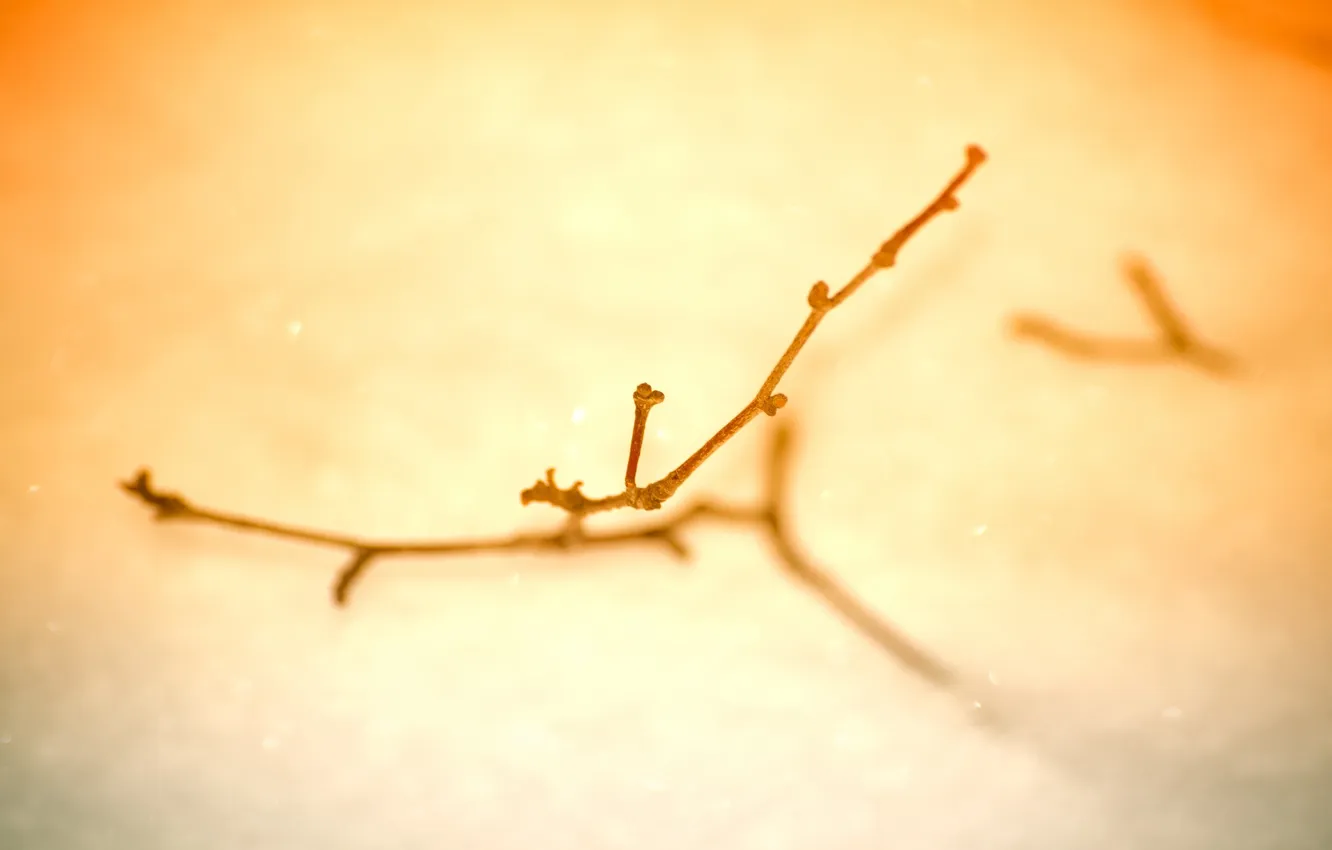 Photo wallpaper macro, light, branches, light, macro, 2560x1600, branch