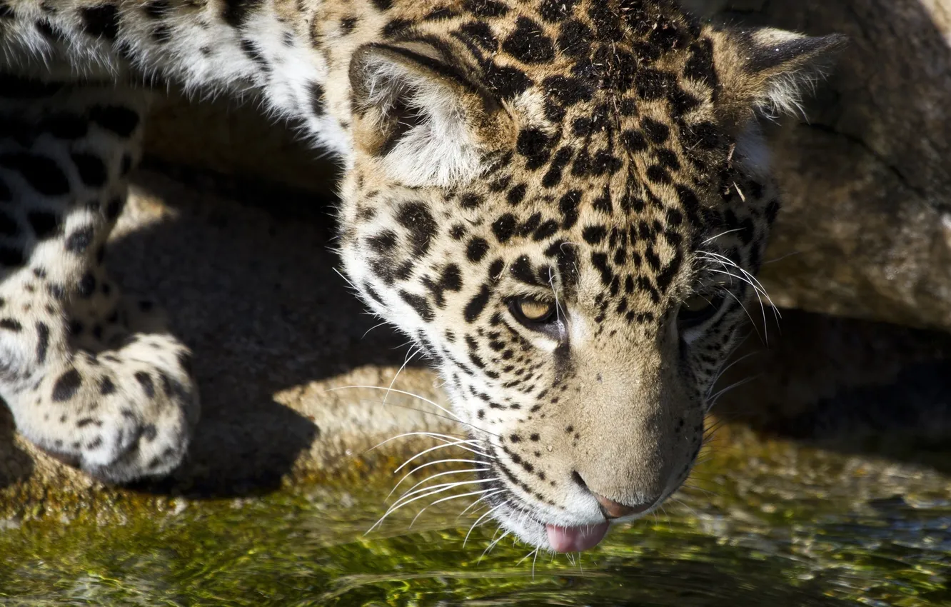 Photo wallpaper face, predator, Jaguar, drink, cub, wild cat
