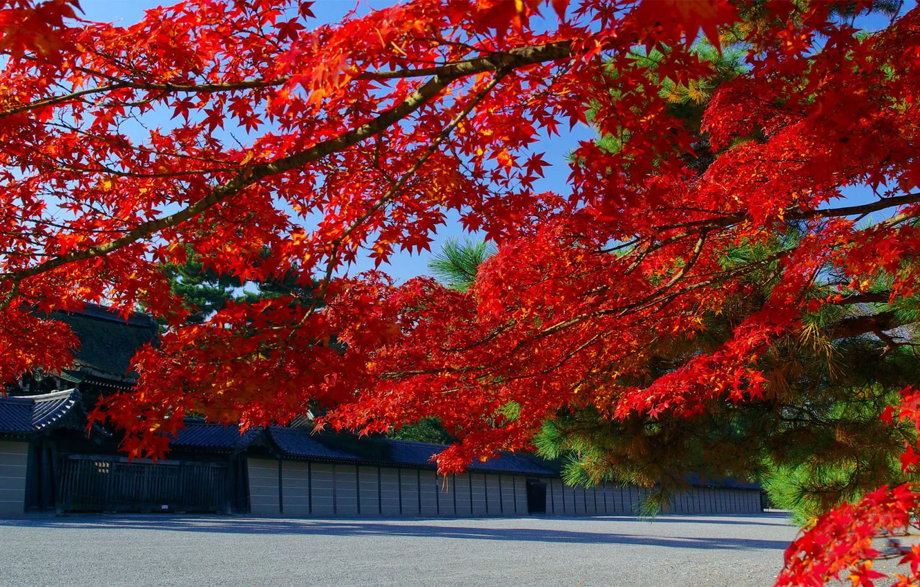Photo wallpaper autumn, leaves, branches, Japan, maple