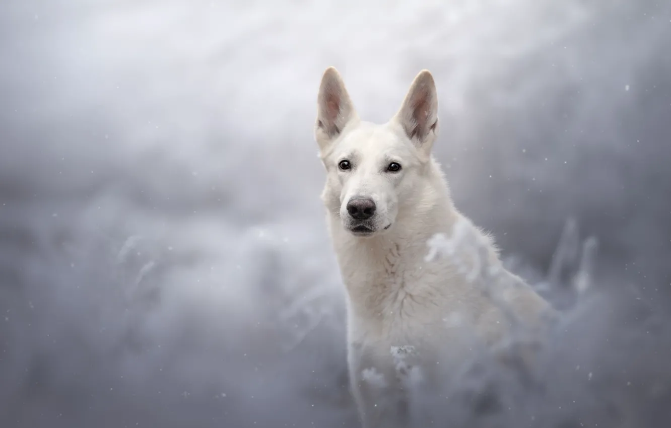 Photo wallpaper look, snow, dog, bokeh, The white Swiss shepherd dog