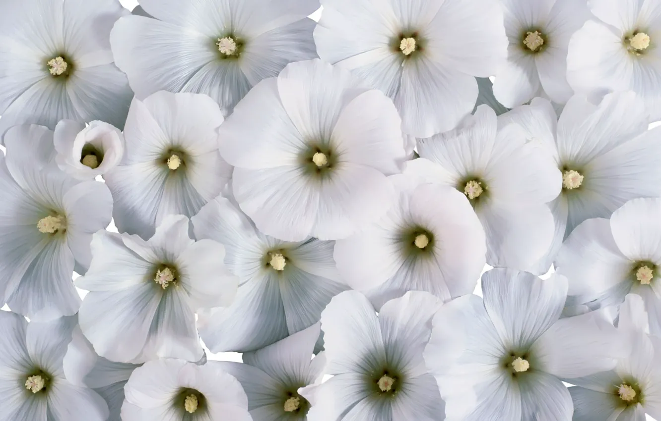 Photo wallpaper flowers, background, white flowers, lavatera