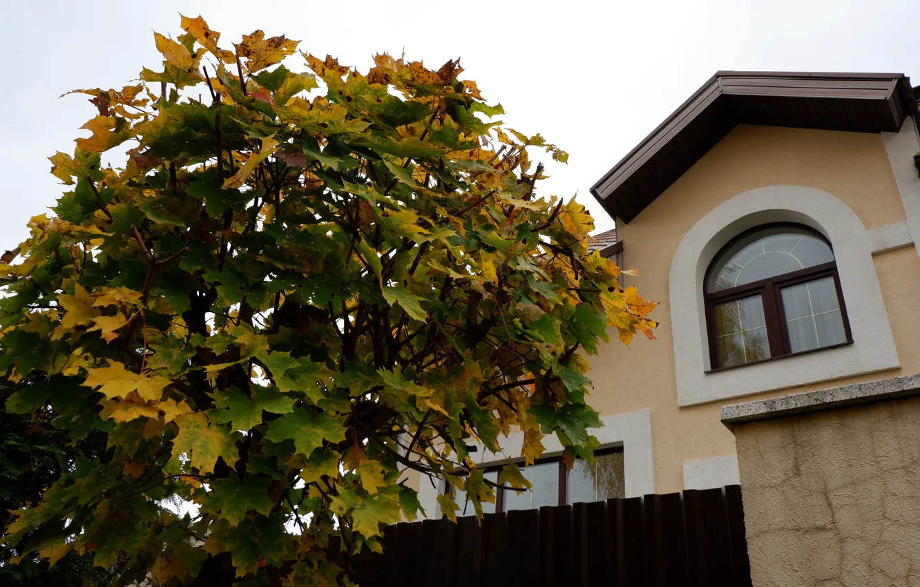 Photo wallpaper autumn, house, window, maple
