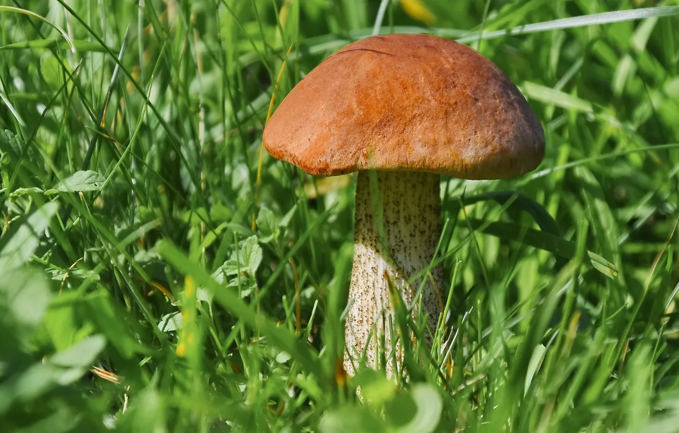 Photo wallpaper summer, nature, mushrooms, July