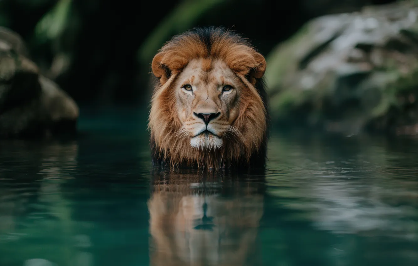 Photo wallpaper look, face, water, reflection, stones, Leo, bathing, is