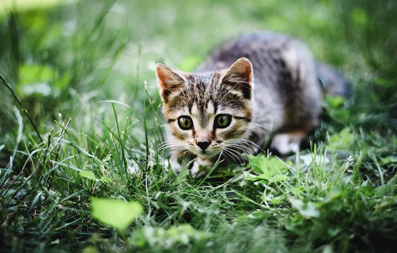 Photo wallpaper cat, summer, grass