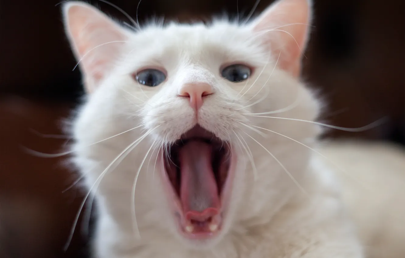 Photo wallpaper language, white, cat, yawns
