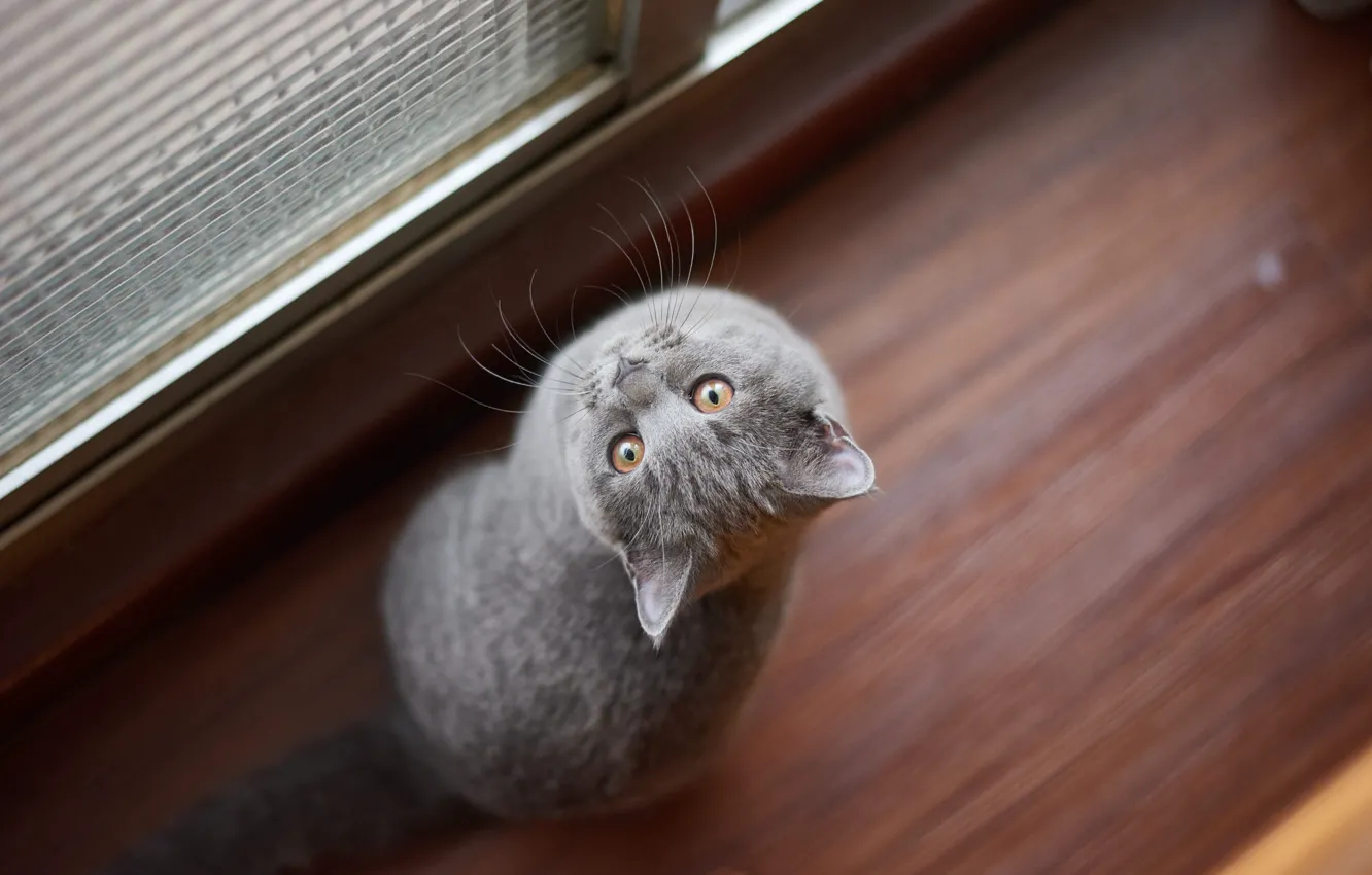 Photo wallpaper cat, cat, grey, sitting