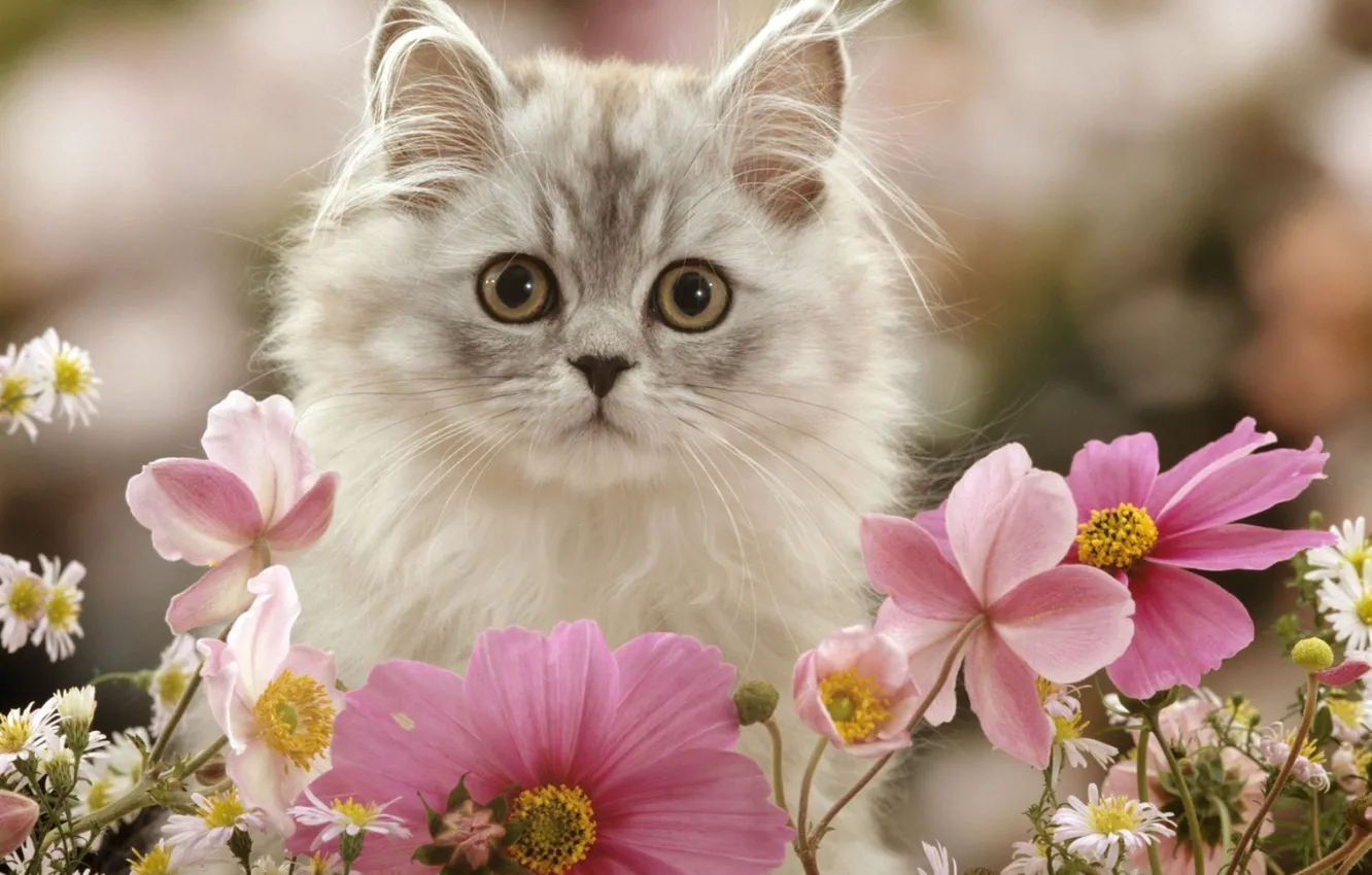 Photo wallpaper flowers, kitty, fluffy, kosmeya