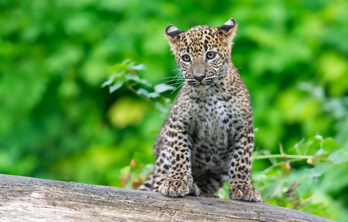 Photo wallpaper kitty, background, leopard, log, sitting, cub