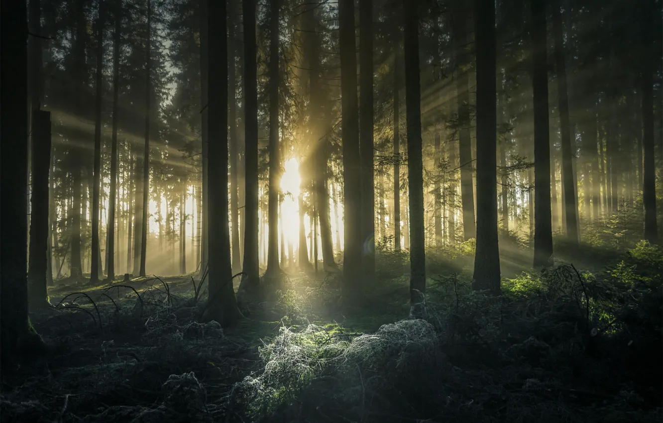 Photo wallpaper forest, trees, the rays of the sun