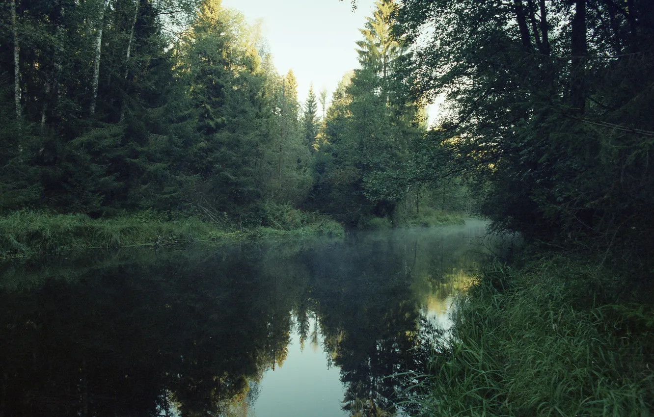 Photo wallpaper landscape, nature, Lindulovskaya grove, Matvey Karmakov