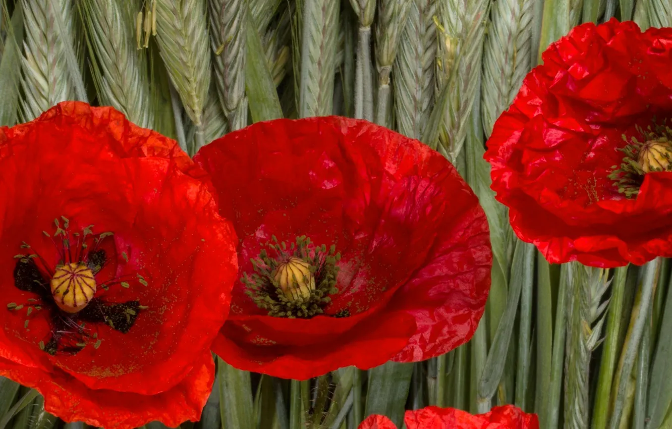 Photo wallpaper nature, Maki, ears, lipestki