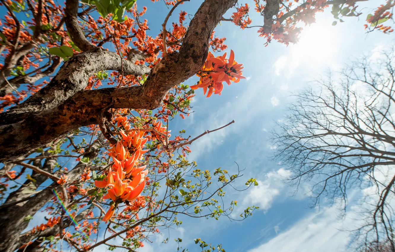 Photo wallpaper the sky, leaves, the sun, trees, flowers, spring, sunshine, blossom
