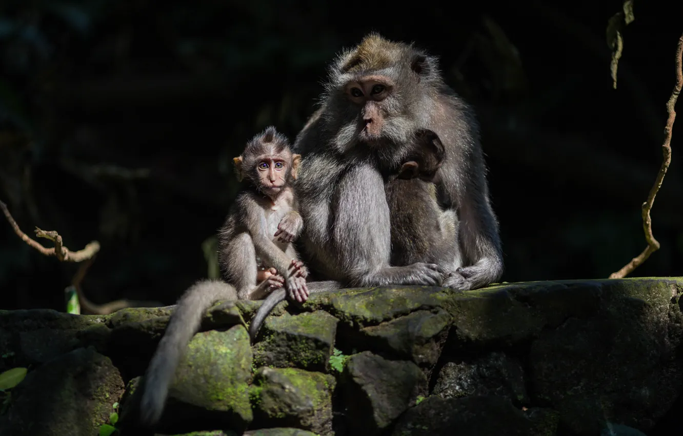 Photo wallpaper baby, monkey, mom