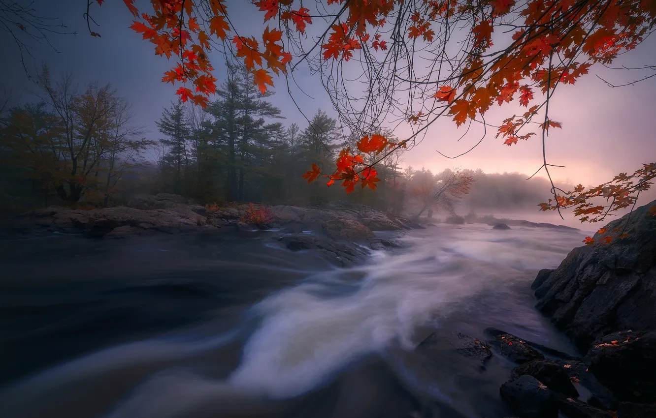 Photo wallpaper autumn, forest, branches, river, Canada, Ontario