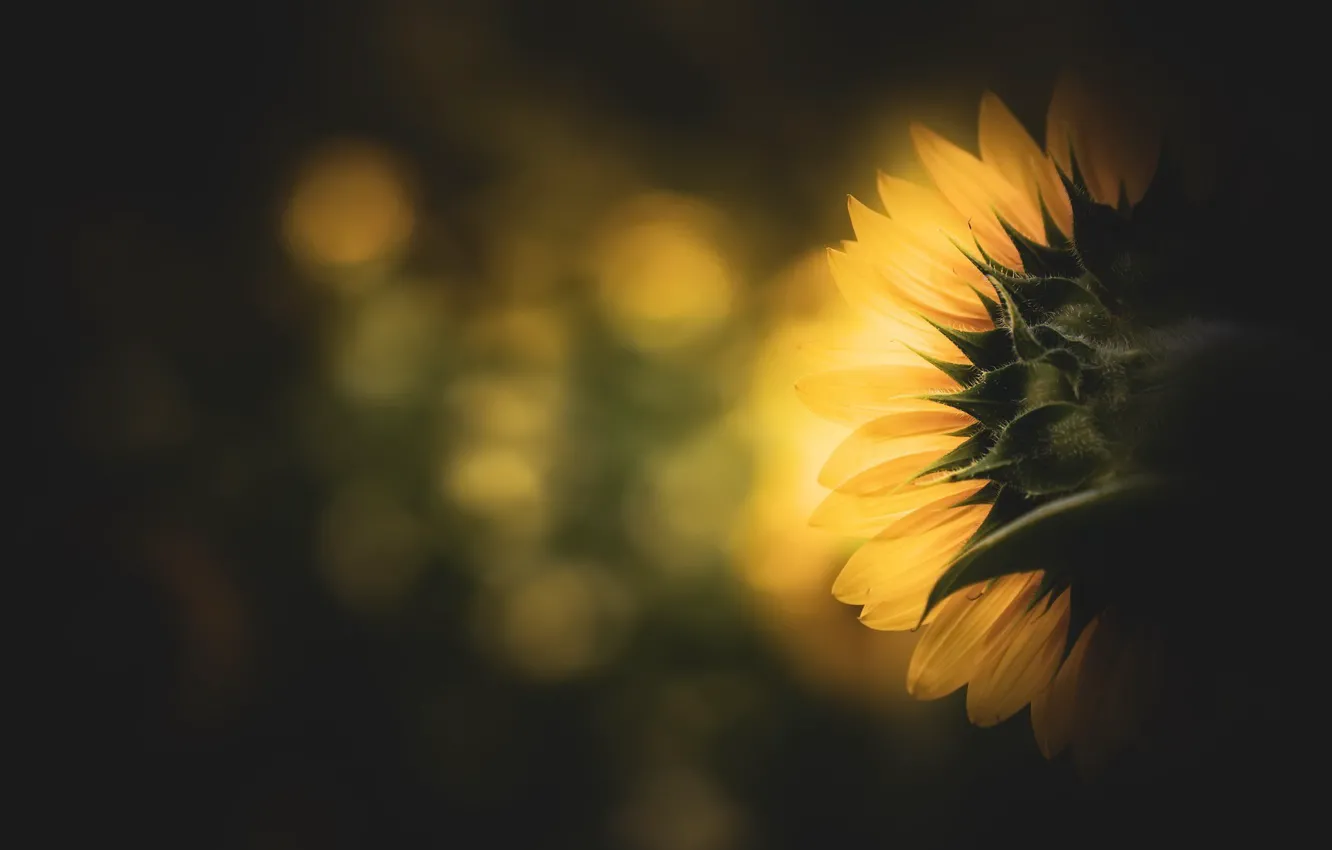 Photo wallpaper summer, sunflowers, nature
