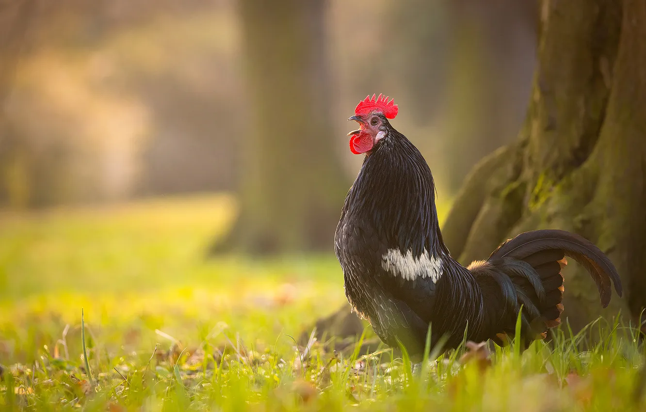 Photo wallpaper trees, nature, bird, glade, black, bokeh, blurred background, cock