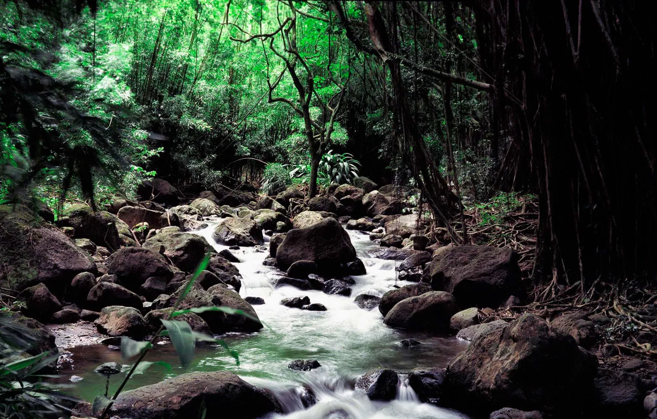 Photo wallpaper stones, jungle, river