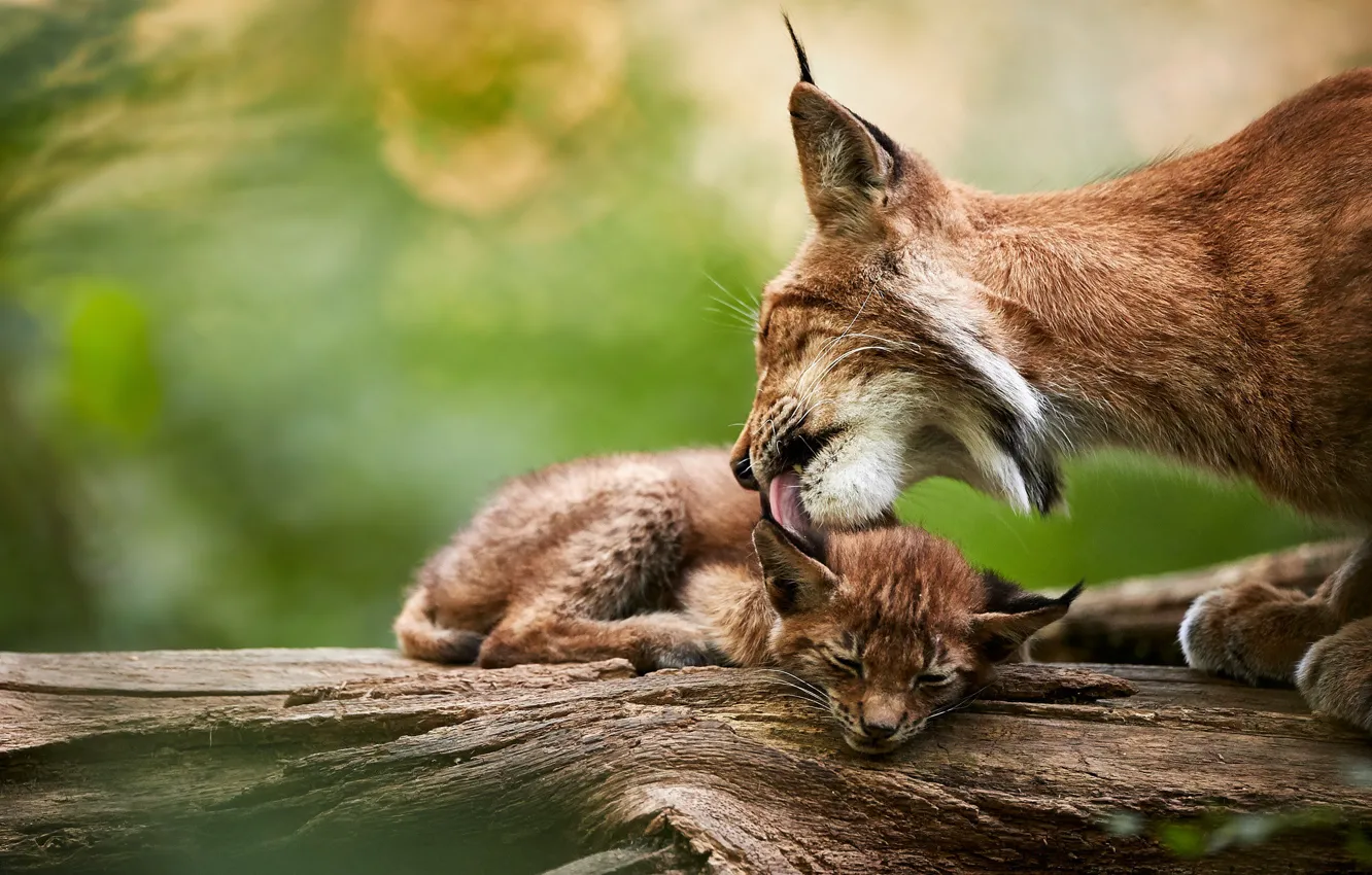 Photo wallpaper cub, lynx, wild cat, a mother's love, a small lynx