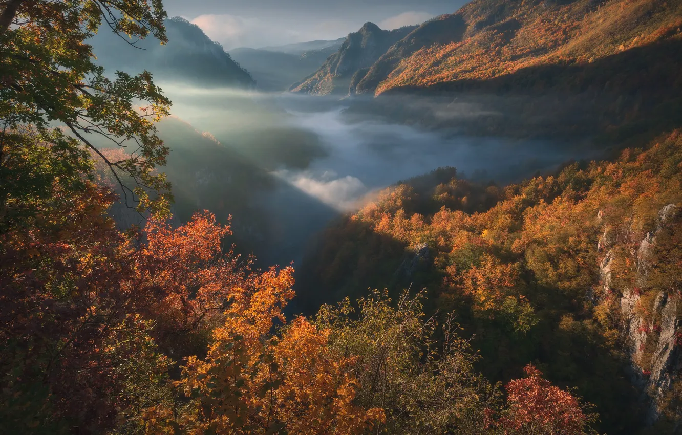 Photo wallpaper autumn, forest, mountains, gorge, Montenegro, Montenegro, Tara River Canyon, Durmitor National Park