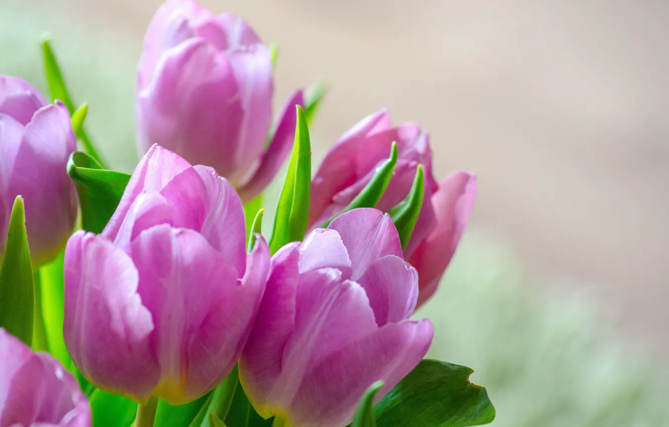 Photo wallpaper flowers, bouquet, tulips, flower, tulips
