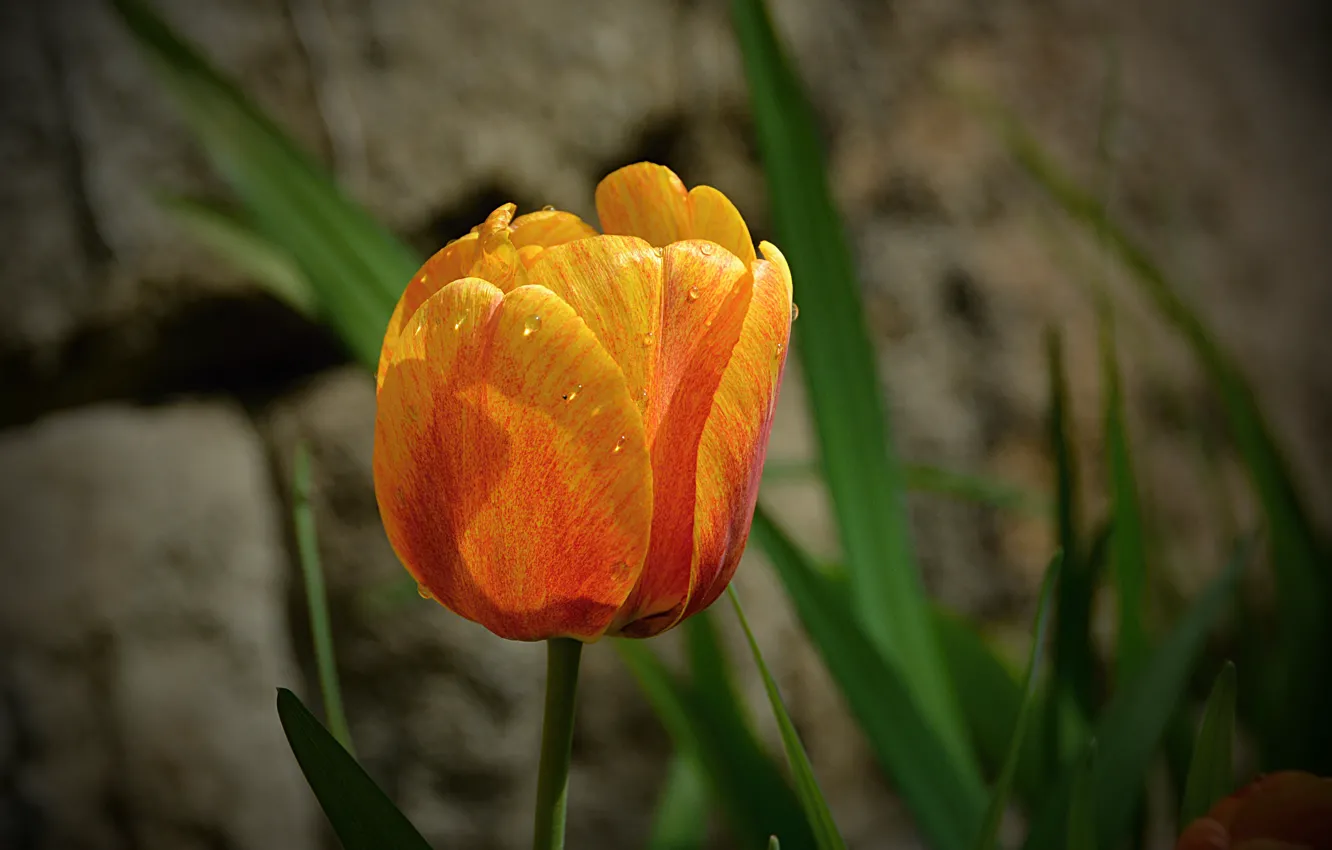Photo wallpaper Spring, Tulip, Spring, Tulip