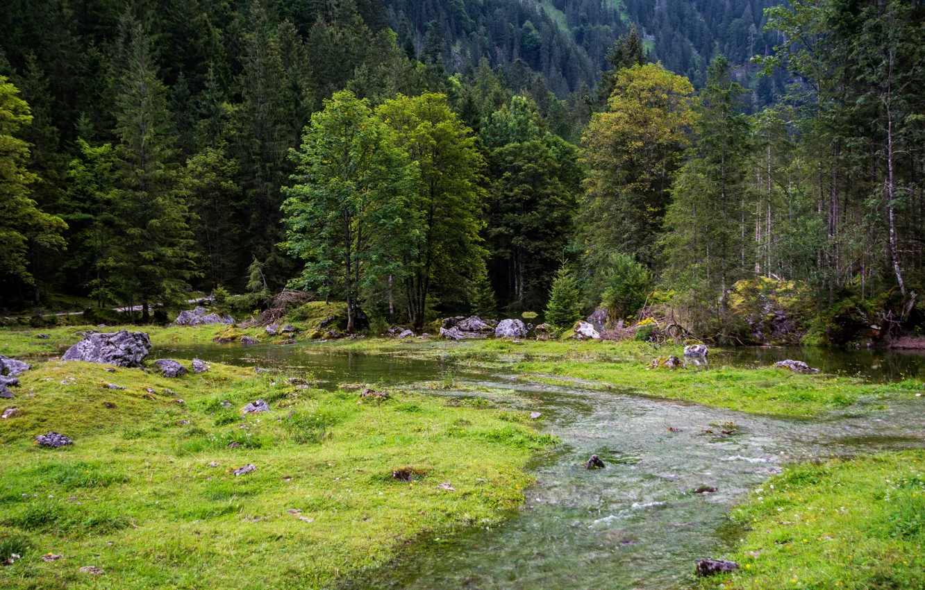 Photo wallpaper greens, forest, grass, trees, stream, stones, glade, Austria