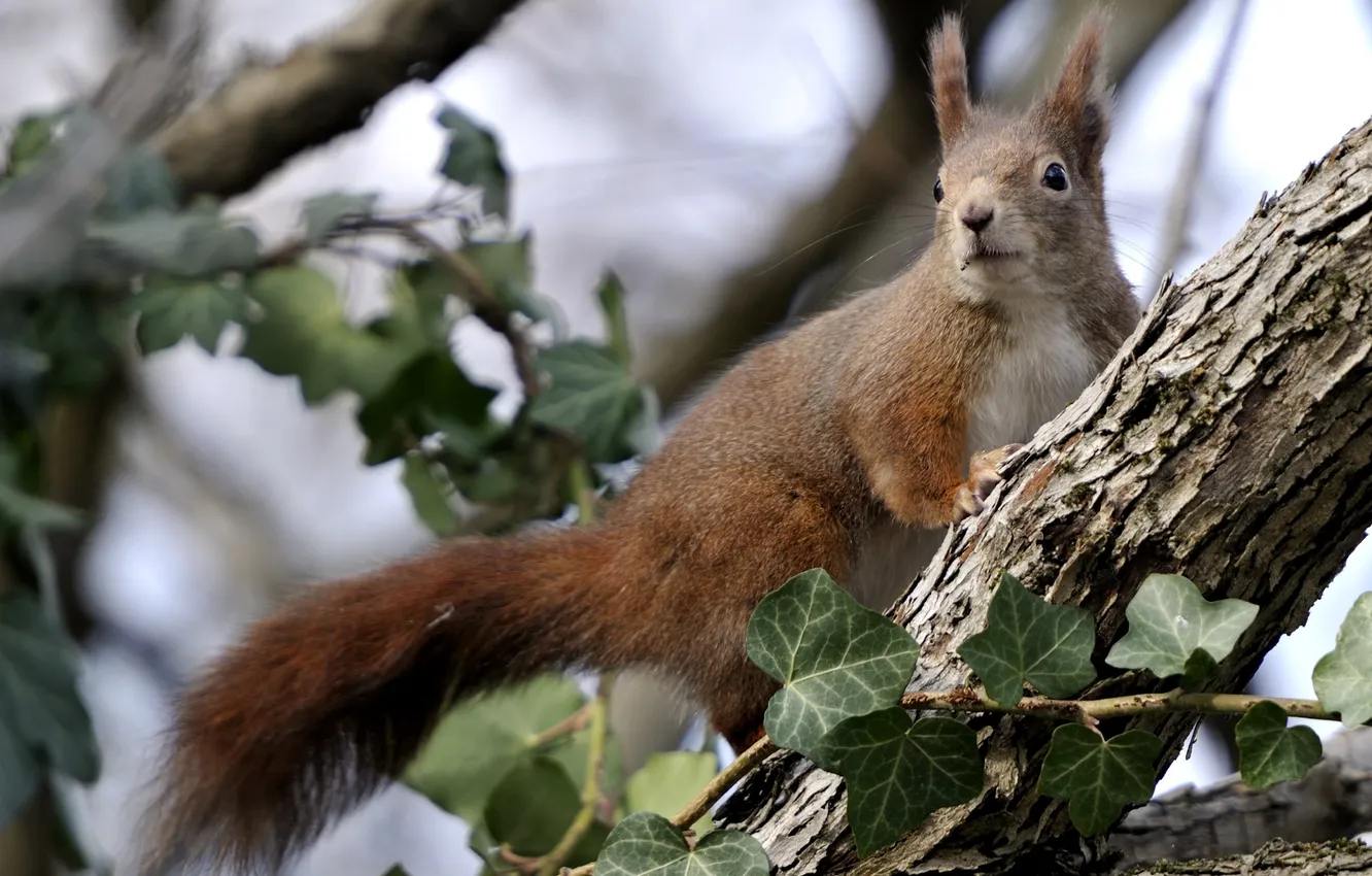 Photo wallpaper branches, protein, squirrel
