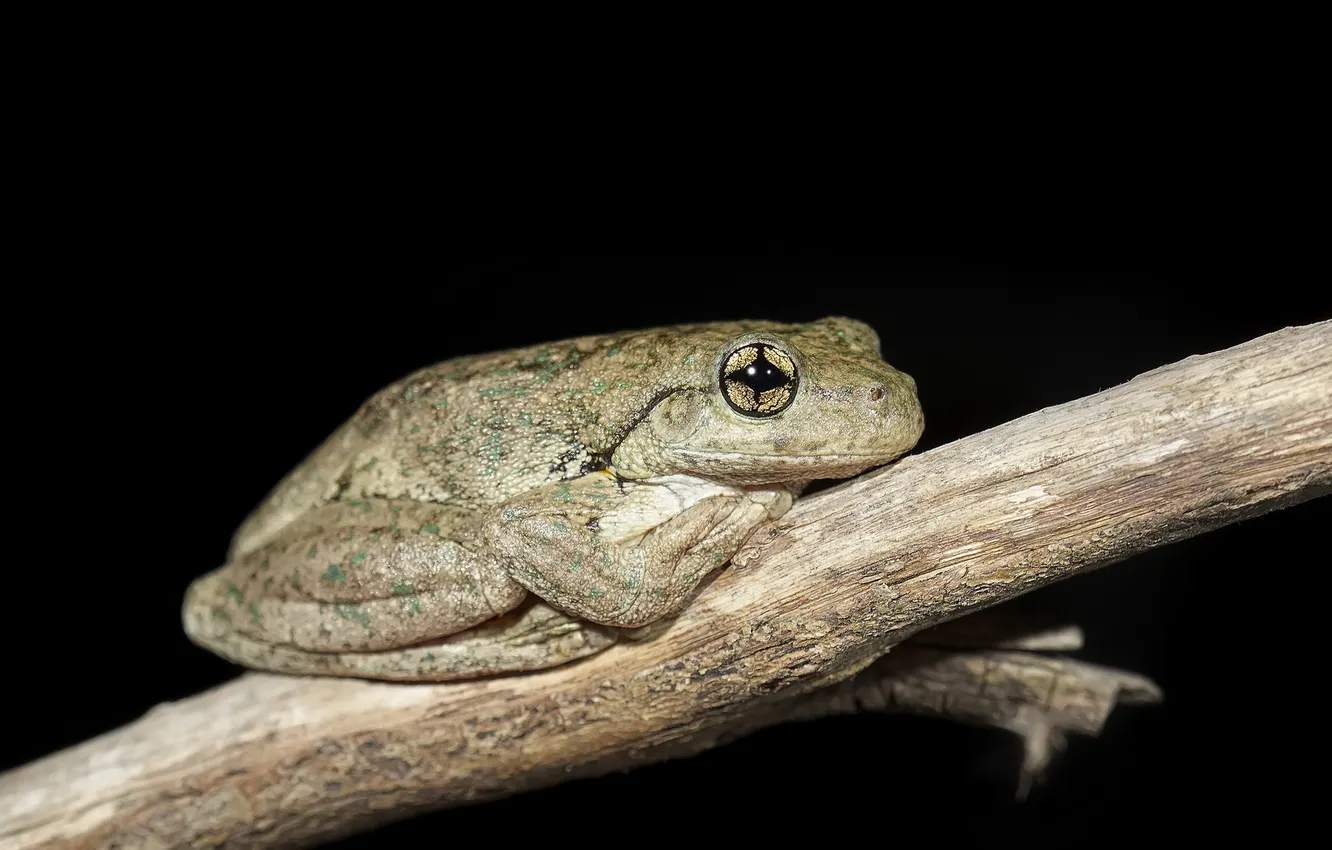 Photo wallpaper macro, background, frog