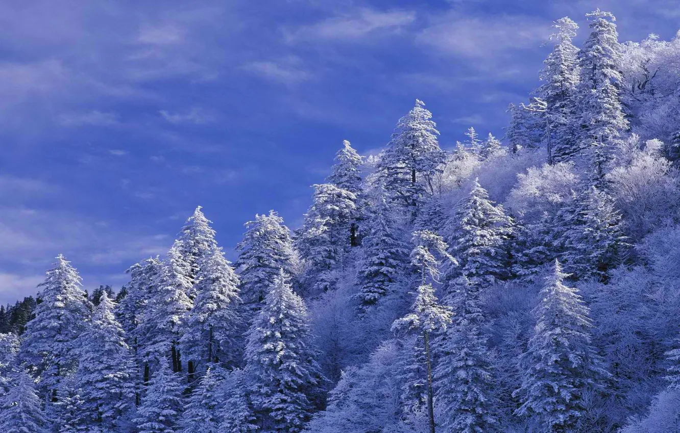 Photo wallpaper winter, the sky, clouds, snow, trees, landscape, spruce, slope