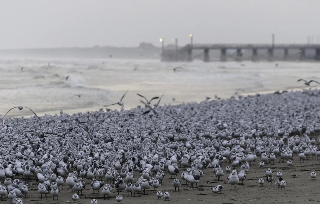 Photo wallpaper sea, nature, bird