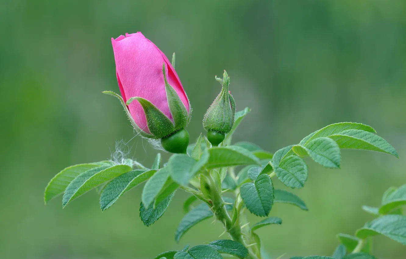 Photo wallpaper leaves, macro, rose, petals, Bud